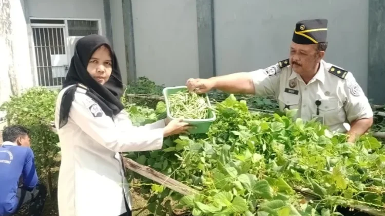 Wujud Kemandirian Ketahanan Pangan, Rutan Banyumas Panen Kemangi dan Buncis