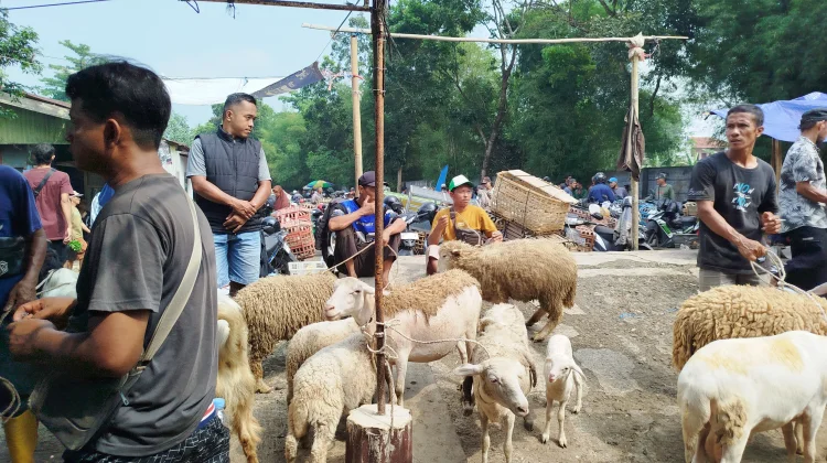 Populasi Melimpah, Kambing Dan Domba Purbalingga Dijajakan Keluar Daerah