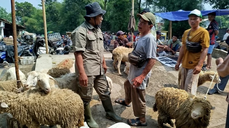 Menjelang Idul Adha, Petugas Intensifkan Pemeriksaan Kesehatan Hewan Kurban
