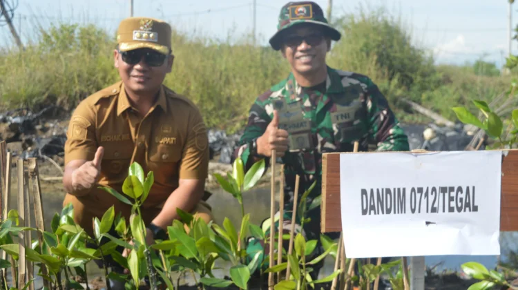 Kodim 0712/Tegal Tanam 500 Bibit Mangrove di Pantai Kedungkelor