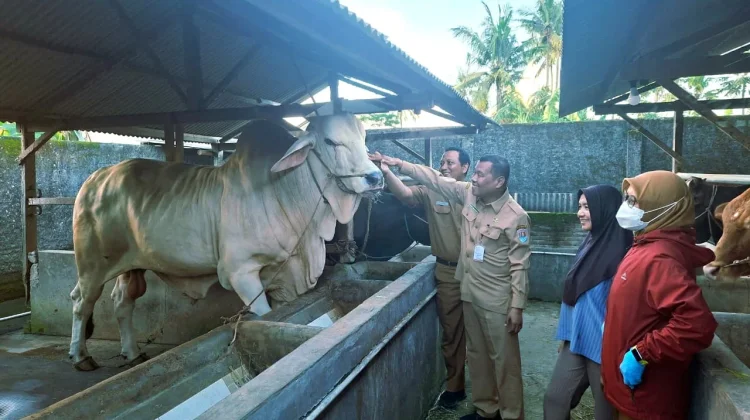 Dinas Pertanian Cilacap Intensifkan Pengawasan Hewan Kurban Menjelang Iduladha