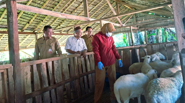 Baznas Cilacap Kelola Dam Jamaah Haji, Libatkan Puluhan Kelompok Peternak Binaan