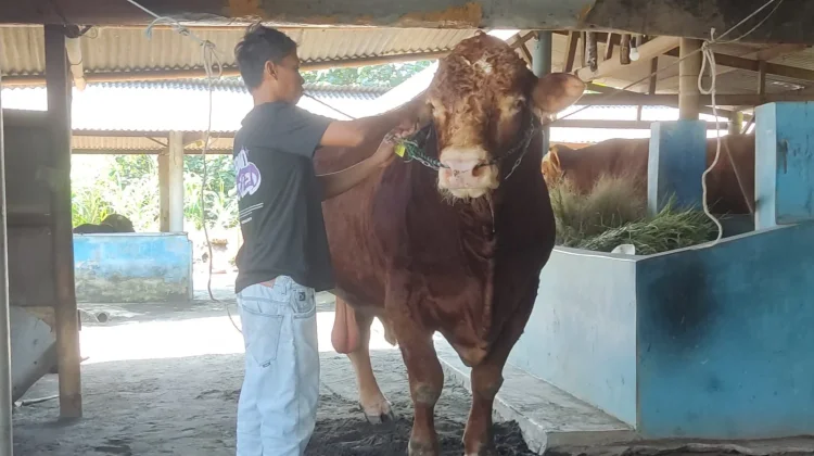 Sapi Bantuan Presiden untuk Masyarakat Cilacap Akan Disalurkan di Kedungreja