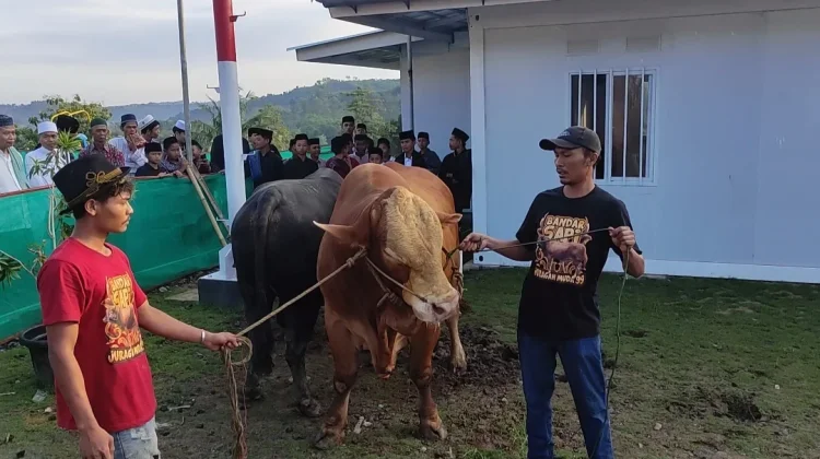 Peternak Lokal Pangkah Jadi Penyedia Sapi Kurban Banmas Presiden RI