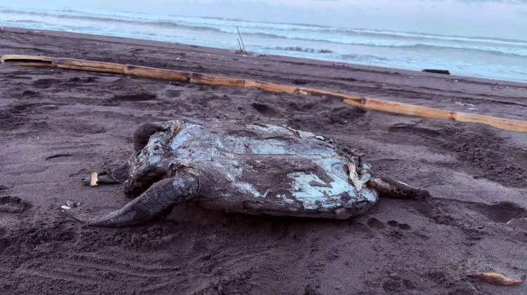 Bangkai Penyu Ditemukan di Pantai Cilacap, Diduga Sudah Mati Lebih dari Sepekan