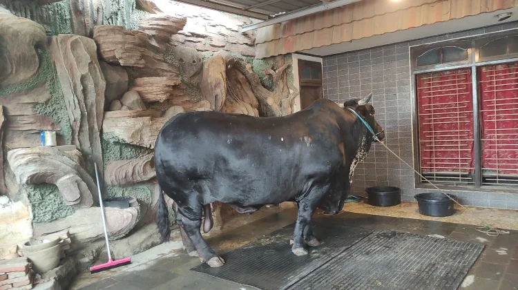 Sapi Kurban Seberat 1,3 Ton di Kabupaten Tegal Curi Perhatian Warga