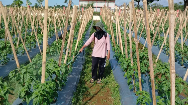 Petani Cabai Banyumas Waspadai Ancaman Kemarau Panjang