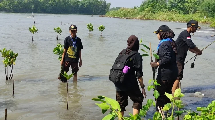 Ribuan Bibit Mangrove dan Cemara Laut Ditanam di Pesisir Kota Tegal