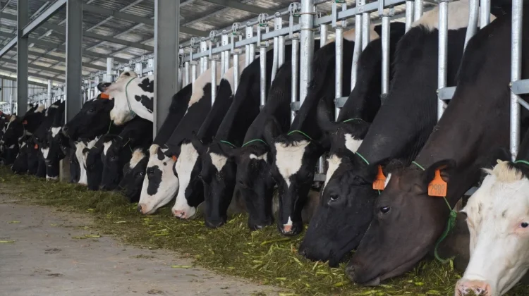 Kurangi Impor Susu, Kementan Tambah 600 Sapi di BBPTUHPT Baturraden
