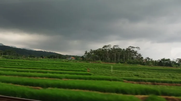Cuaca Banyumas dan Purwokerto Didominasi Berawan, BMKG Waspadai Hujan Ringan