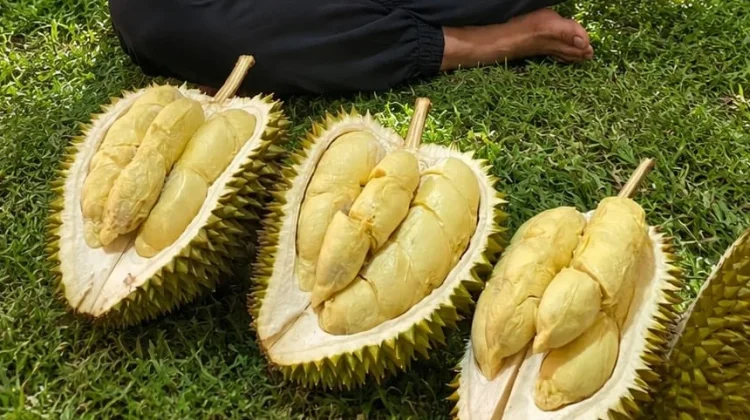 Bukan Musim Panen, Durian Slandren Tetap Bisa Berbuah