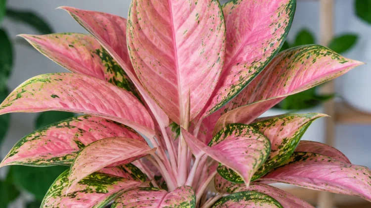 Mengenal Lebih Dekat Aglaonema Pink Lady, si Cantik Berdaun Pink