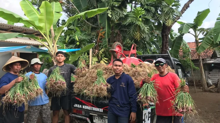 Musim Kemarau Bawa Harapan Panen Bawang Merah Berkualitas di Banjarnegara