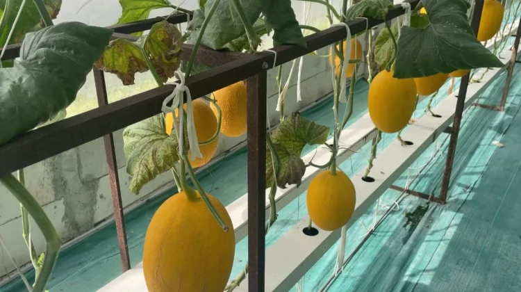 Agroeduwisata Artansi Purbalingga Padukan Budidaya dan Rekreasi
