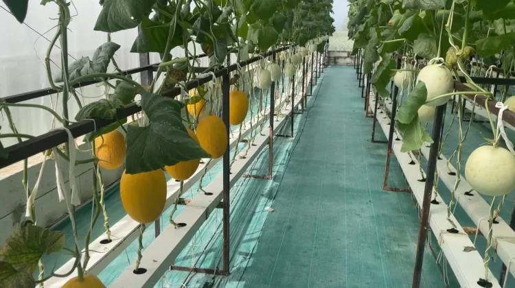 Lulusan Ekonomi Sukses Kembangkan Inovasi Budidaya Melon Hidroponik