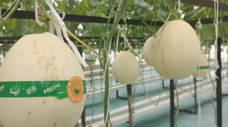Agroeduwisata Artansi Dorong Ekonomi Lokal melalui Budidaya Terintegrasi