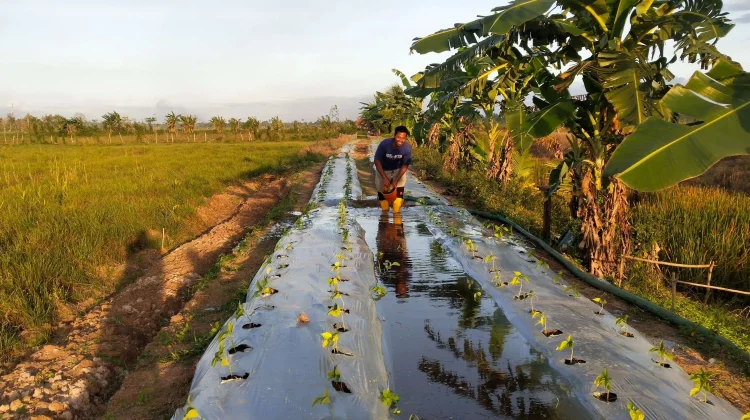 Petani Banyumas Tanam Palawija untuk Hadapi Musim Kemarau