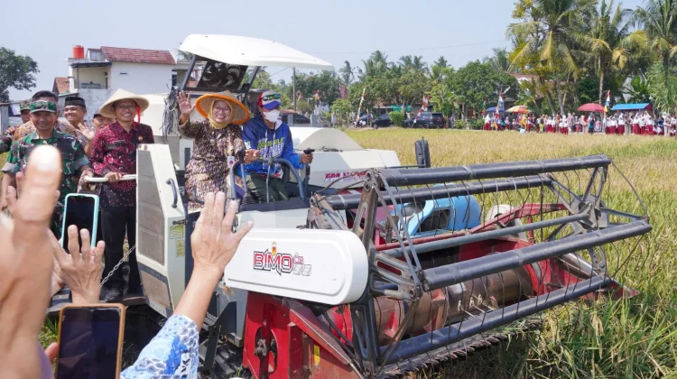 Panen Raya di Puring, Bupati Dorong Mekanisasi Pertanian untuk Kesejahteraan