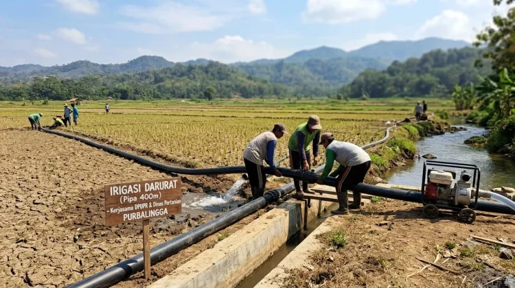 Halo RRI: Permohonan Irigasi Darurat, DPUPR Akan Koordinasi dengan Dinas Pertanian
