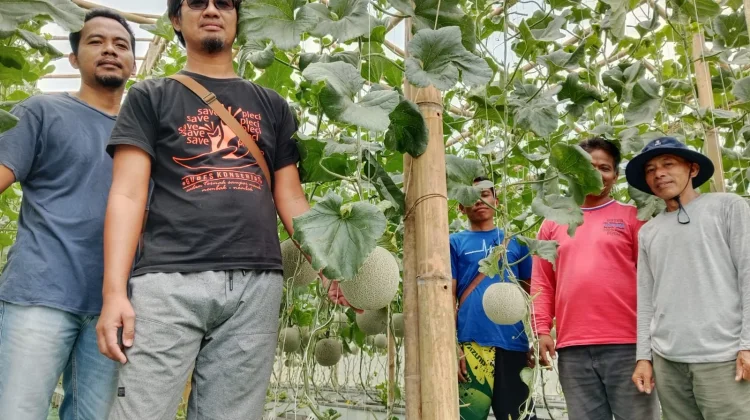 Beromzet Manis, BUMDes Gumelar Sukses Kembangkan Melon Hidroponik