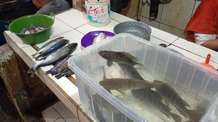 Penyerapan Ikan untuk MBG di Banyumas Belum Merata