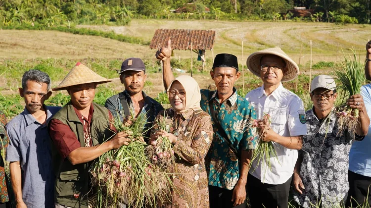 Bupati Lilis Nuryani Apresiasi Panen Raya Bawang Merah di Desa Tlogowulung