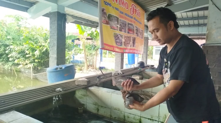 Pedagang Ikan Berharap Dapur MBG Menjadikan Ikan Air Tawar Rutin Jadi Menu MBG