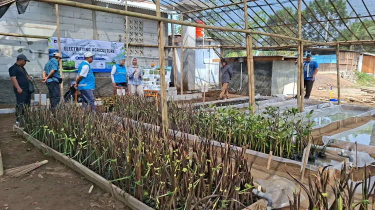PLN EPI Terapkan Teknologi IoT di Rumah Bibit Mangrove Bunton