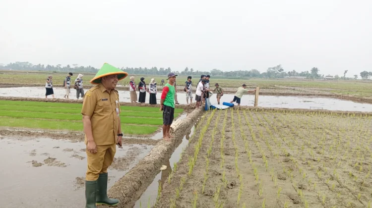 Perangkap Trap Barrier System Ramah Lingkungan Dipasang di Lahan Sawah Desa Lamuk