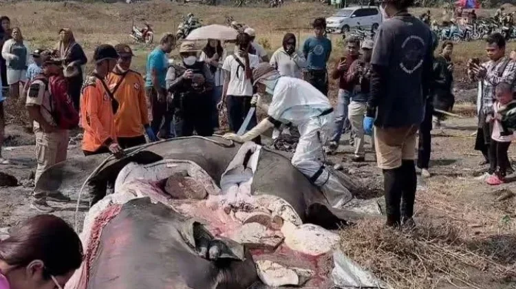 Empat Hiu Paus Terdampar di Cilacap, Dinas Perikanan: Faktor Ekologis