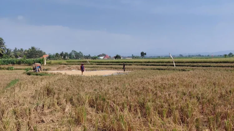 Petani Sumbang Hadapi Irigasi Tak Merata di Musim Kemarau