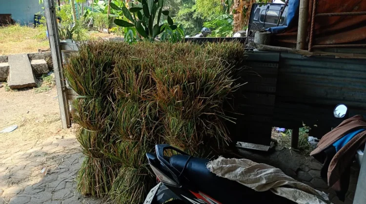 Pasokan Langka Saat Kemarau, Pasar Rumput Sokaraja Lor Tetap Jadi Andalan Peternak
