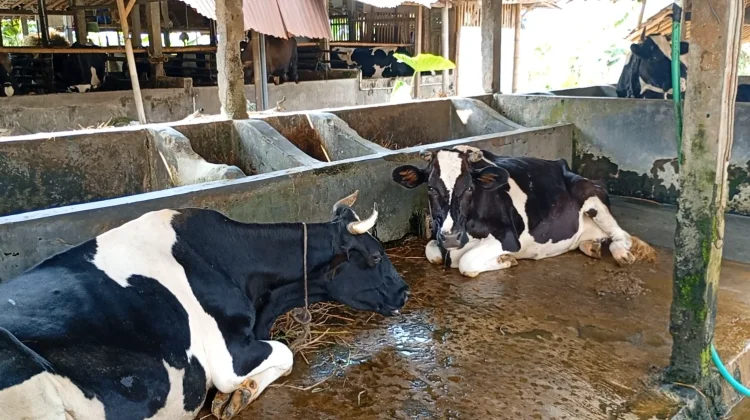 Produksi Susu Sapi Perah di Banyumas Menurun saat Kemarau