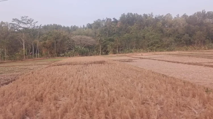 Kemarau Ancam Pertanian, Petani Karangtalun Kidul Istirahatkan Lahan