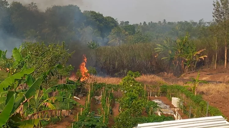 Karhutla Banyumas Bertambah, Lima Kejadian Tercatat