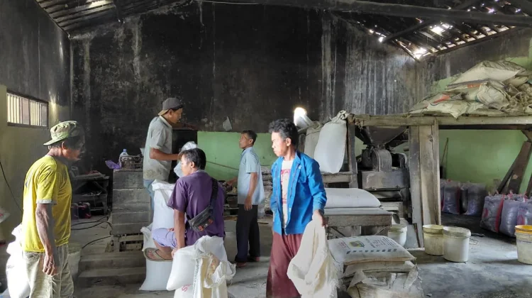 Alih Fungsi Sawah Ancam Penggilingan Padi Kedung Banteng