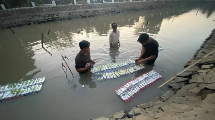Dari Botol Bekas, Mahasiswa KKN UIN Saizu Kembangkan Budi Daya Kangkung Keramba