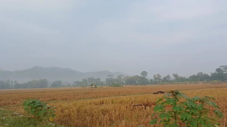Cuaca Jawa Tengah 8 Agustus Didominasi Cerah Berawan