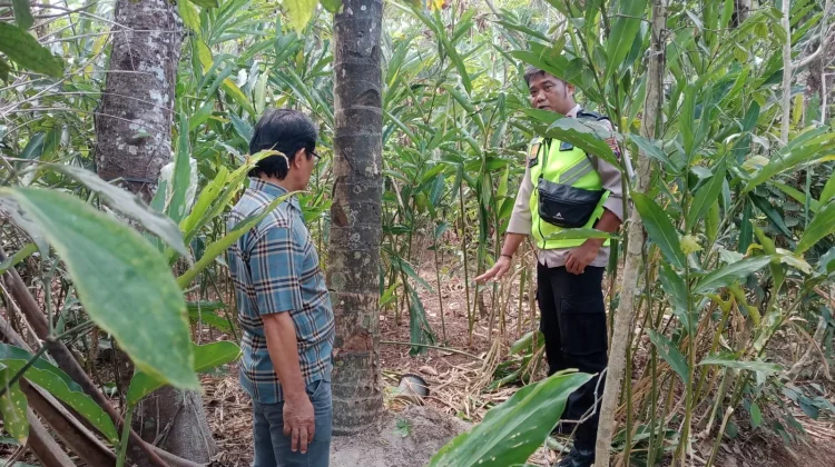Warga Kejobong Tewas Jatuh dari Pohon Kelapa, Polisi Lakukan Pemeriksaan