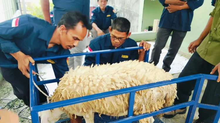 UNU Purwokerto Perkuat Kelompok Ternak Mindajaya melalui Posyandu Ternak