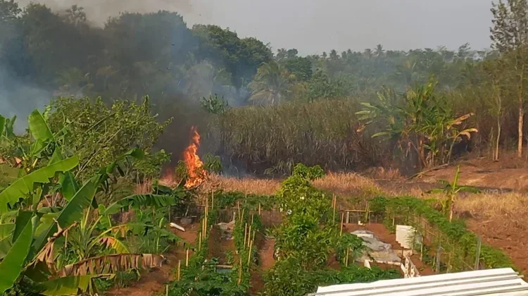 Kemarau Rawan Karhutla, BPBD Banyumas Imbau Masyarakat Tak Bakar Sampah
