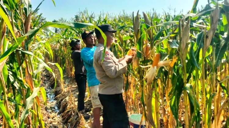 Bhabinkamtibmas Polsek Kalimanah Dampingi Panen Jagung di Sidakangen