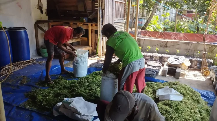 UMP Latih Peternak Silado Membuat Silase untuk Pakan Kambing