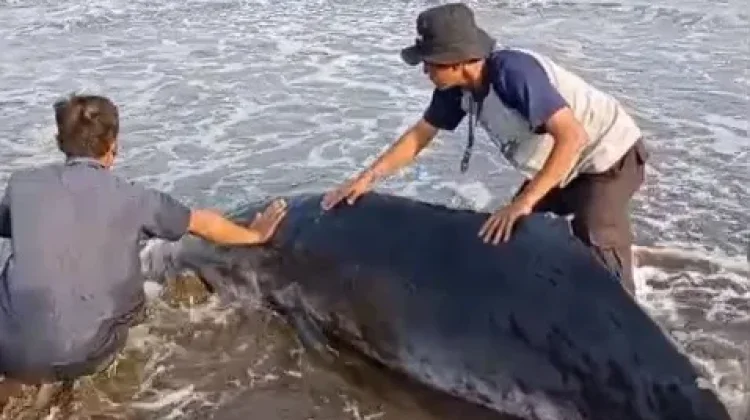 Hiu Paus 3,2 Meter Terdampar di Pantai Cemara Jajar Cilacap