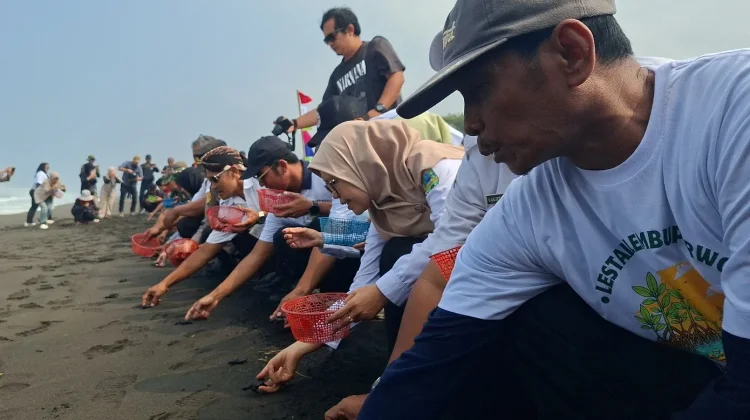 Konservasi Pantai Lembupurwo, Pertamina Lepas Tukik dan Tanam Cemara-Mangrove