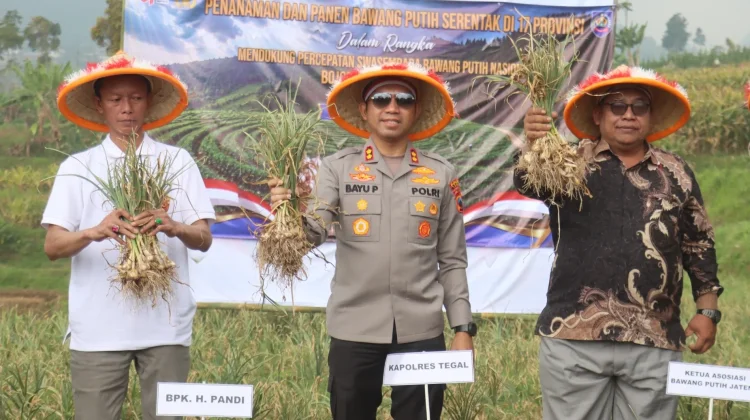 Penanaman Bawang Putih Serentak Dan Panen Raya di Kabupaten Tegal