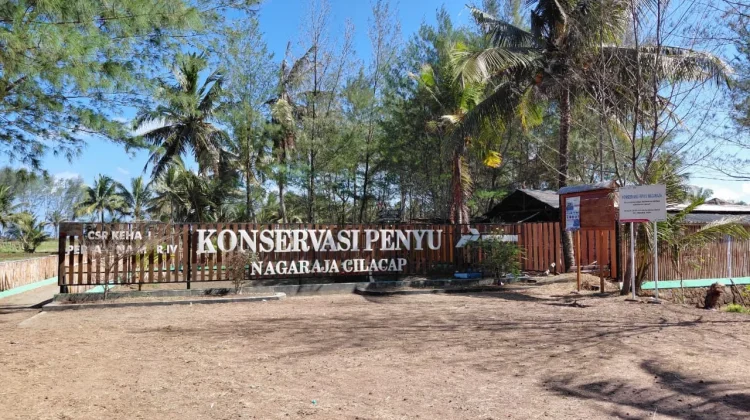 Kesadaran Warga Tekan Perdagangan Telur Penyu di Cilacap