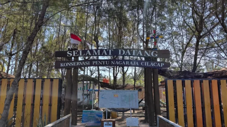 2.500 Tukik Diselamatkan Konservasi Penyu Nagaraja Cilacap