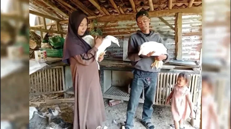 Potensi Manis Entok Jumbo: Peluang Bisnis Rumahan yang Makin Diminati