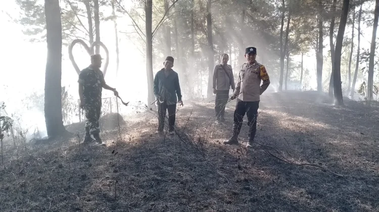 Polisi dan TNI Bersama Perhutani Padamkan Kebakaran Hutan Pinus di Jatinegara